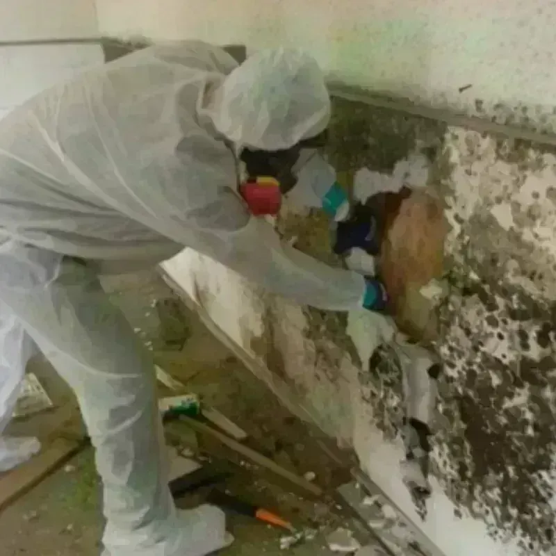 Mold Remediation and Removal in Wantagh, NY